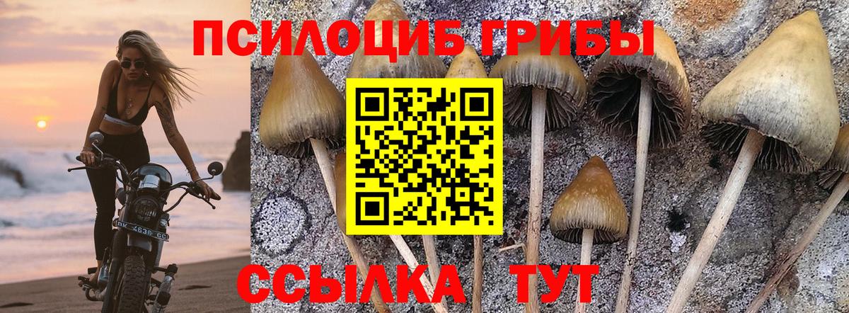 Новочебоксарск  Псилоцибиновые грибы Psilocybine cubensis  Вход с VPN 